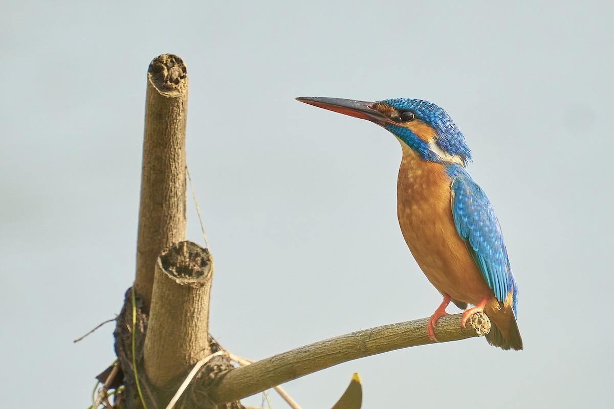 Common Kingfisher - Raghavendra  Pai