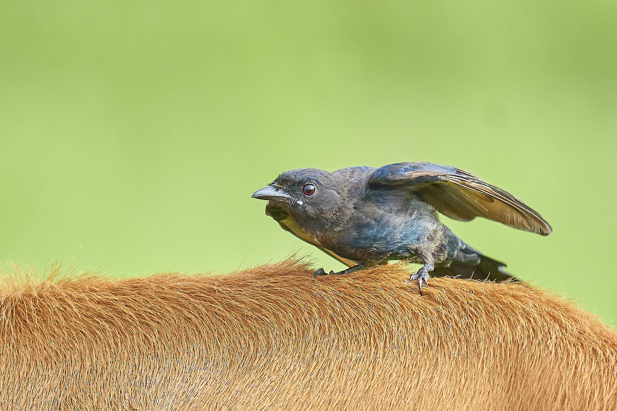 Black Drongo - ML359779531