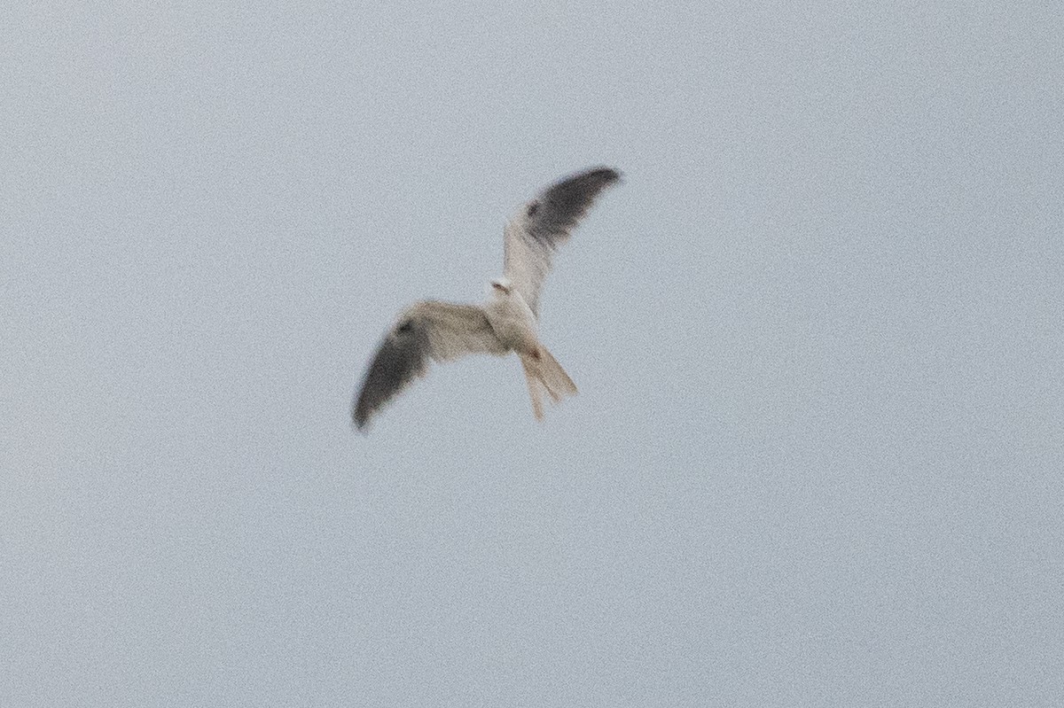 White-tailed Kite - ML359781891