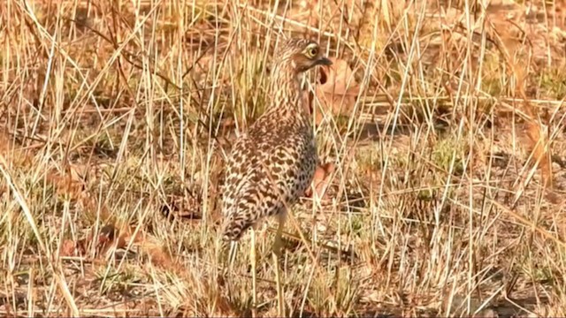 Spotted Thick-knee - ML359782311