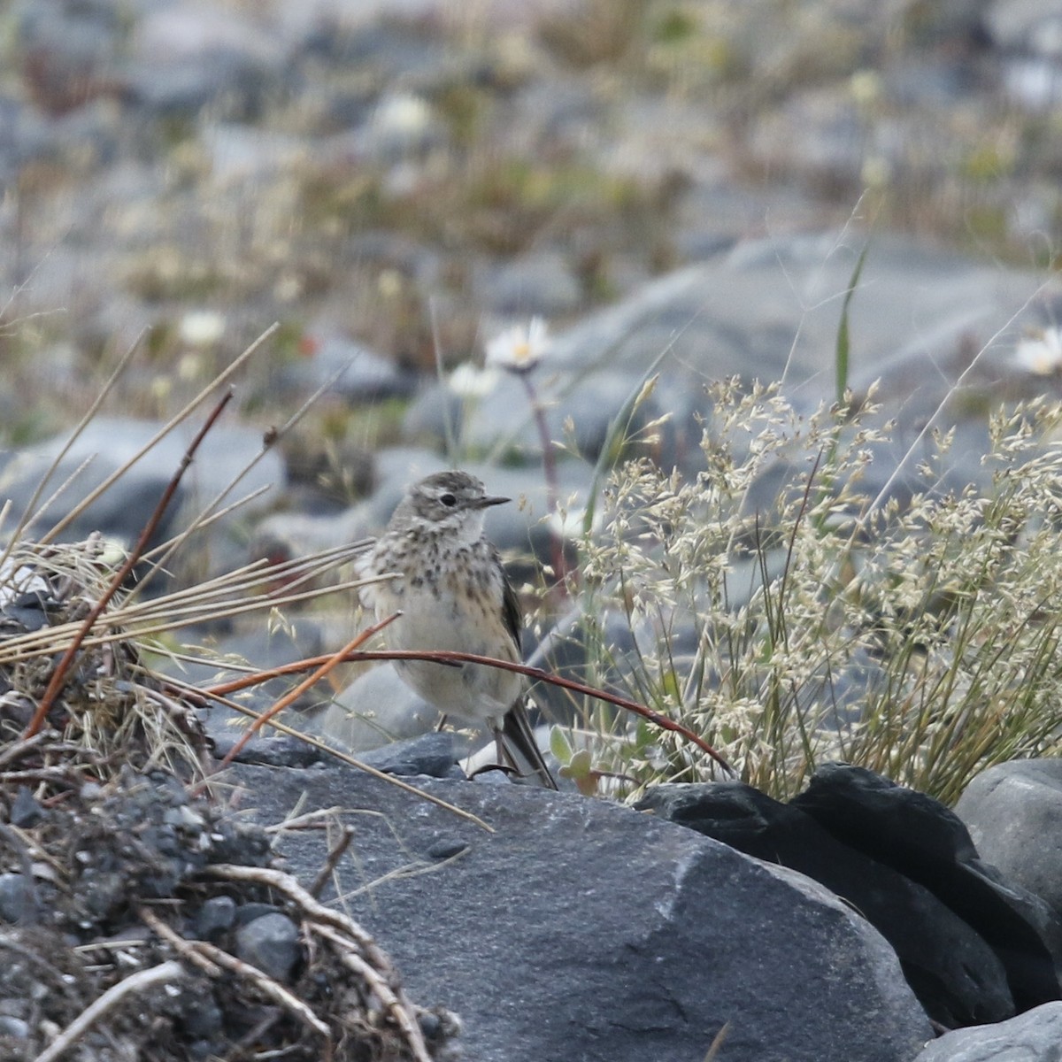 American Pipit - Armand Munteanu