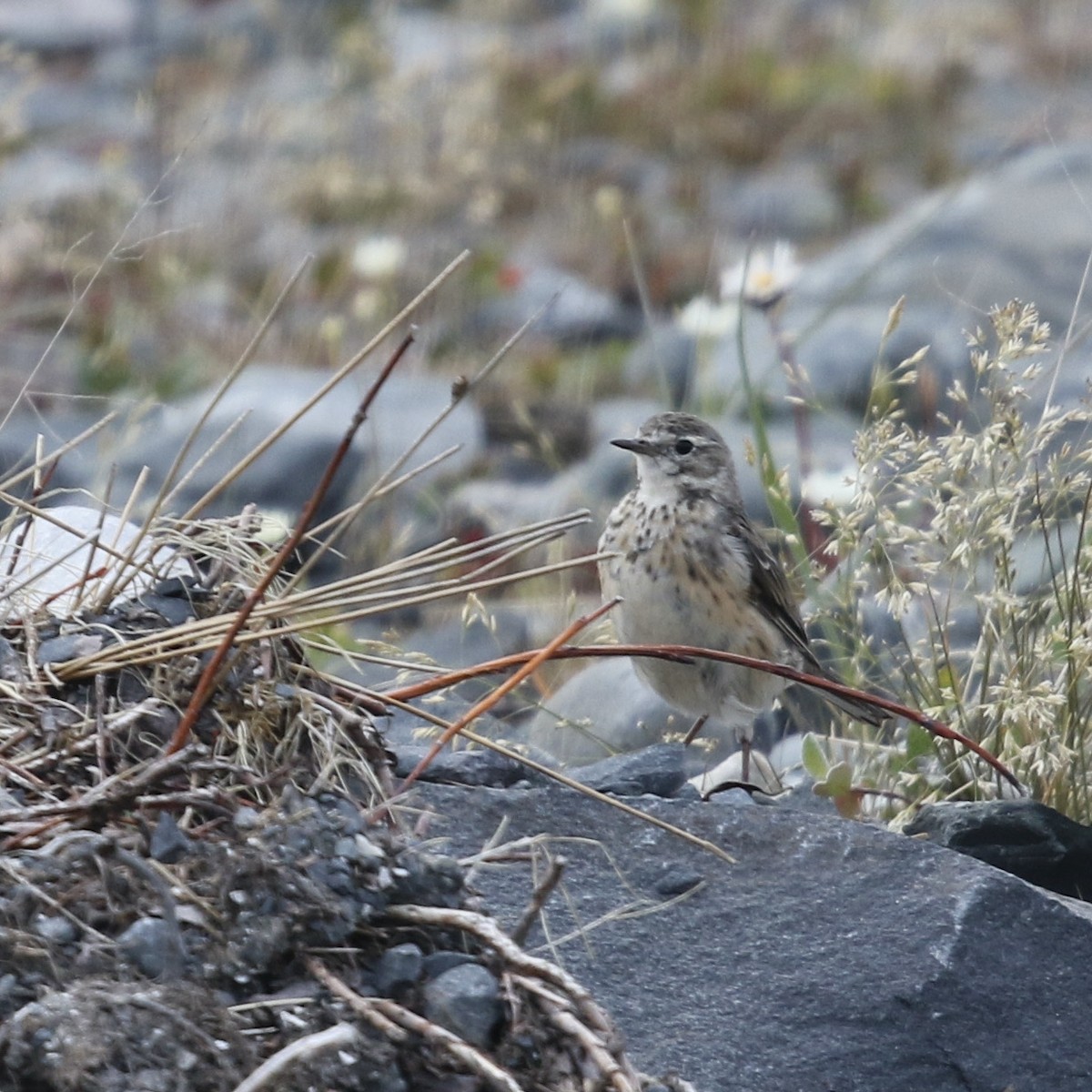 Pipit d'Amérique - ML359783851