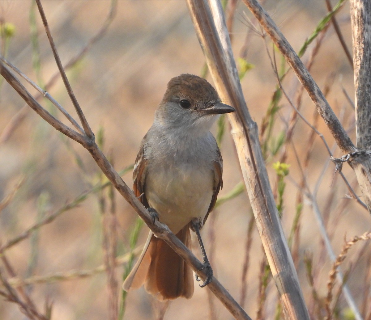 Ash-throated Flycatcher - Pair of Wing-Nuts