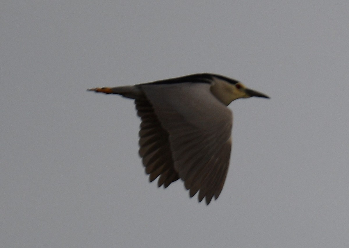 Black-crowned Night Heron - ML359785591