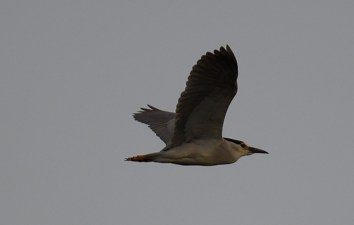 Black-crowned Night Heron - ML359785611