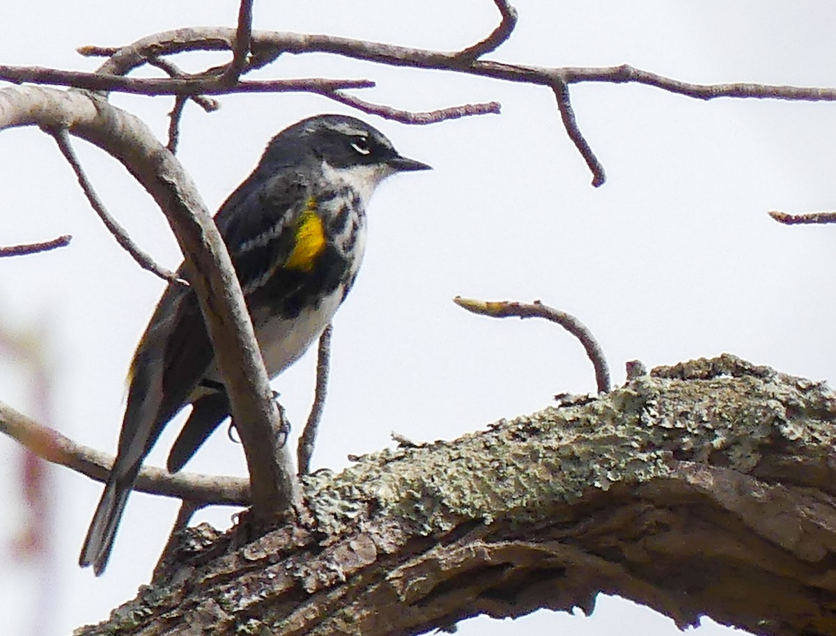 Yellow-rumped Warbler - ML359785841