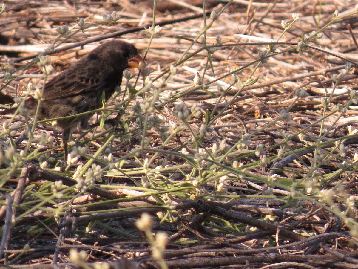 Small Ground-Finch - ML35978591