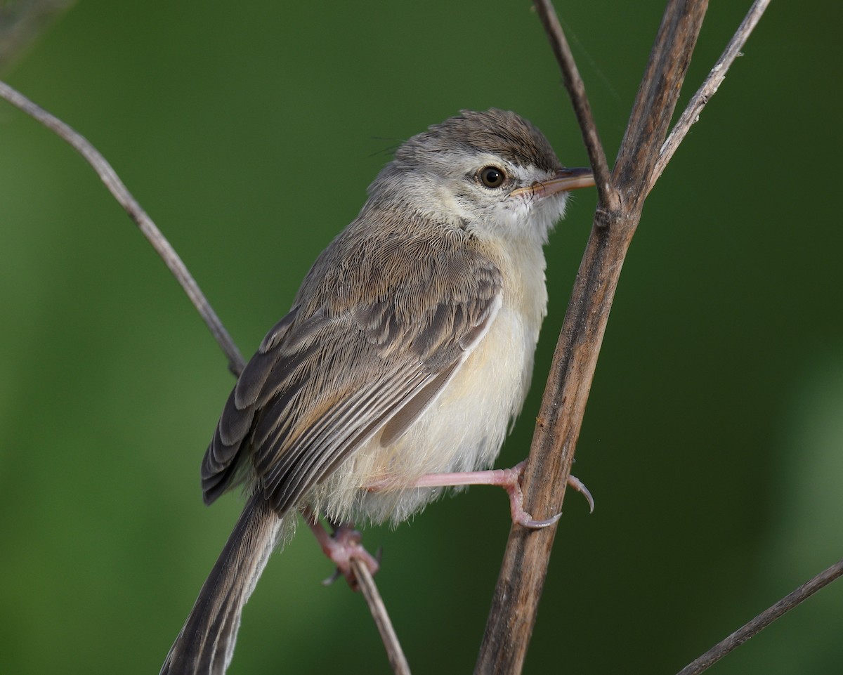 Plain Prinia - ML359786901