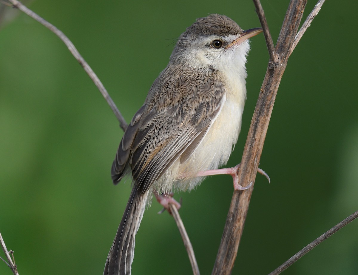 Plain Prinia - Chitra Shanker