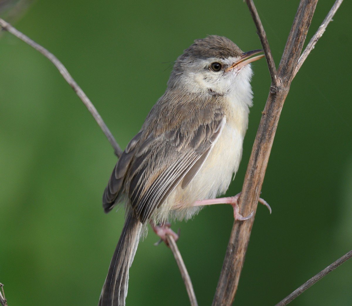 Plain Prinia - Chitra Shanker