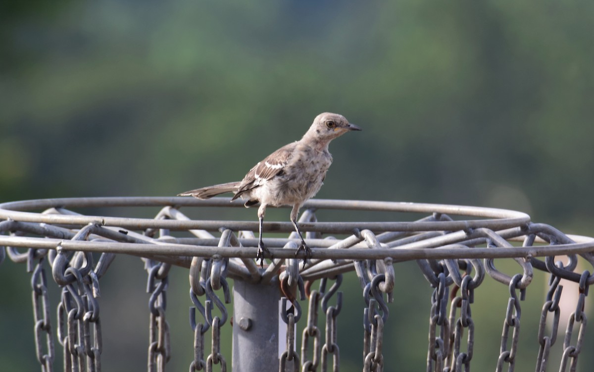 Northern Mockingbird - ML359787031