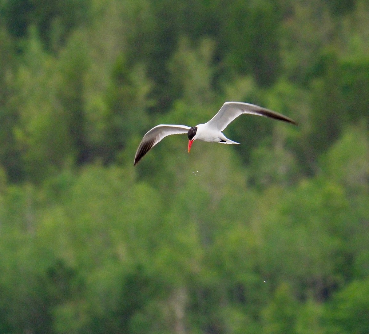 Caspian Tern - ML359792011