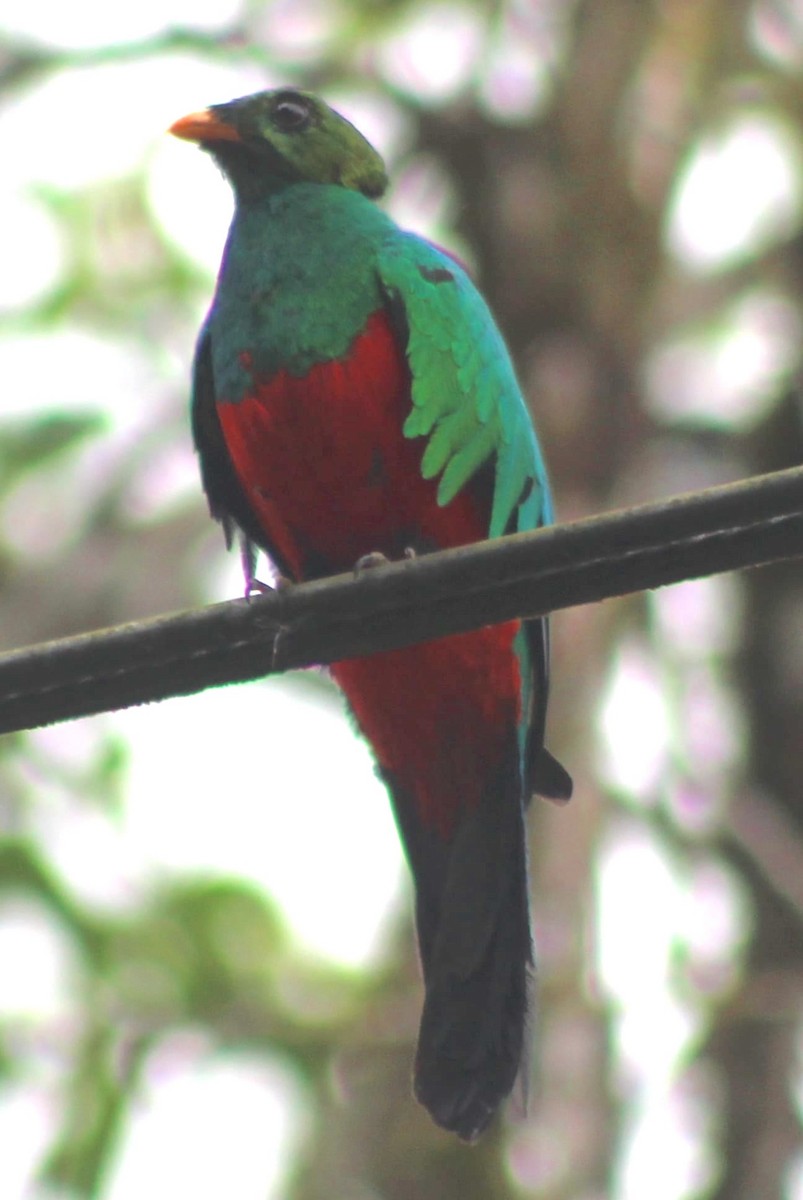 Golden-headed Quetzal - David Weaver