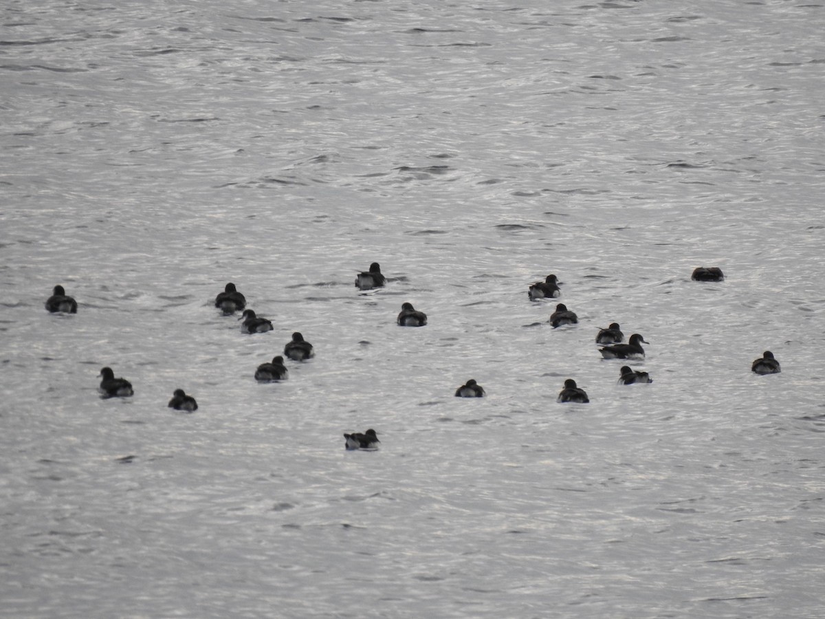 Manx Shearwater - ML359799631