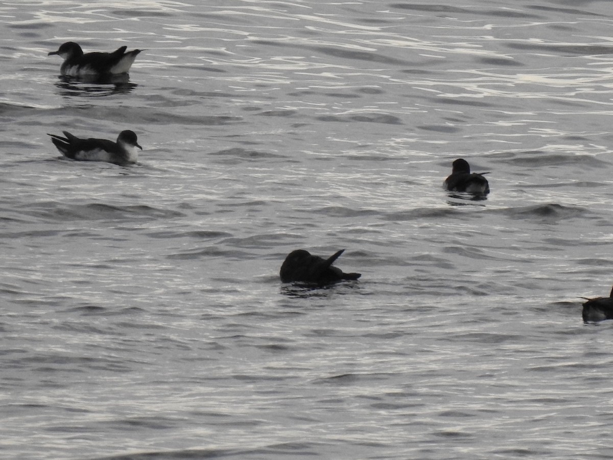 Manx Shearwater - ML359799641