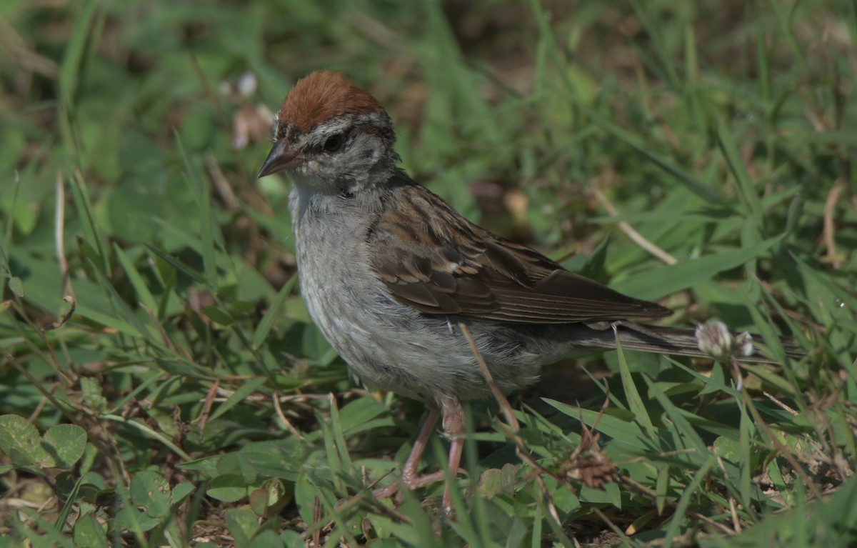 Chipping Sparrow - ML359801251