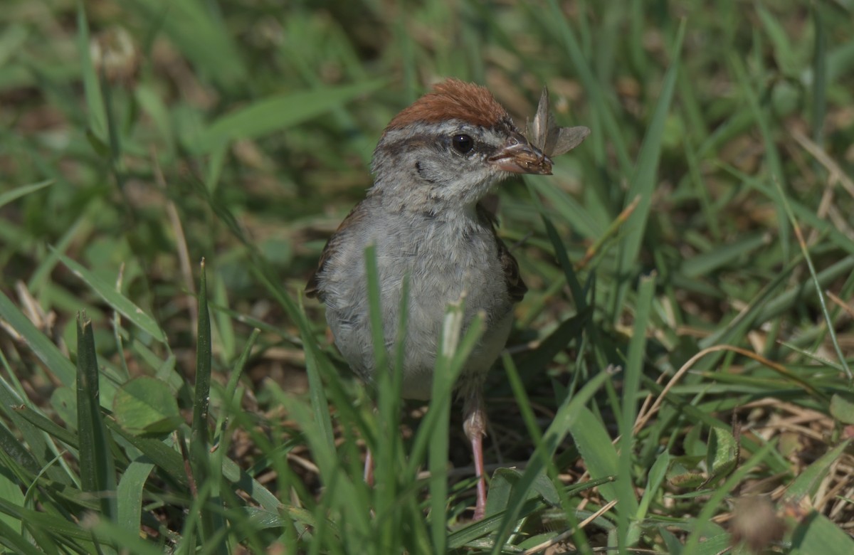 Chipping Sparrow - ML359801281