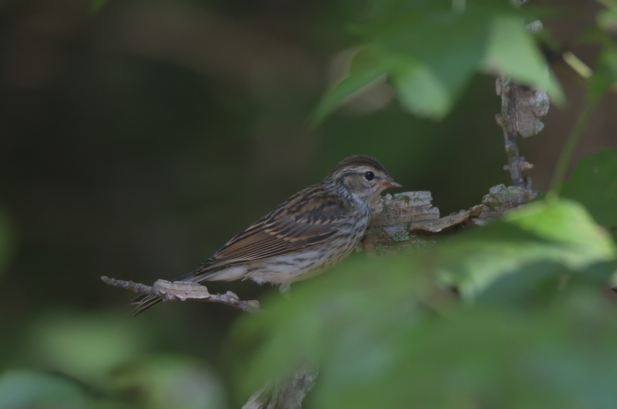 Chipping Sparrow - ML359801311