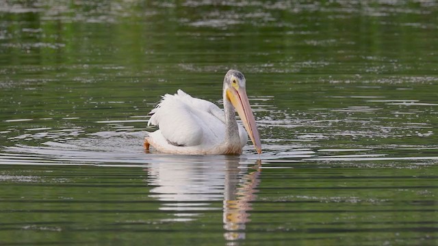 American White Pelican - ML359803611