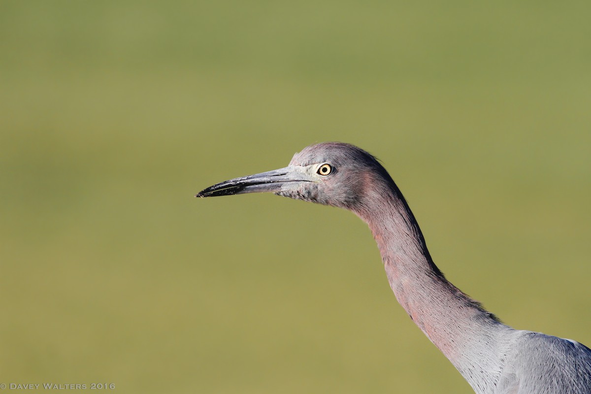 Little Blue Heron - Davey Walters