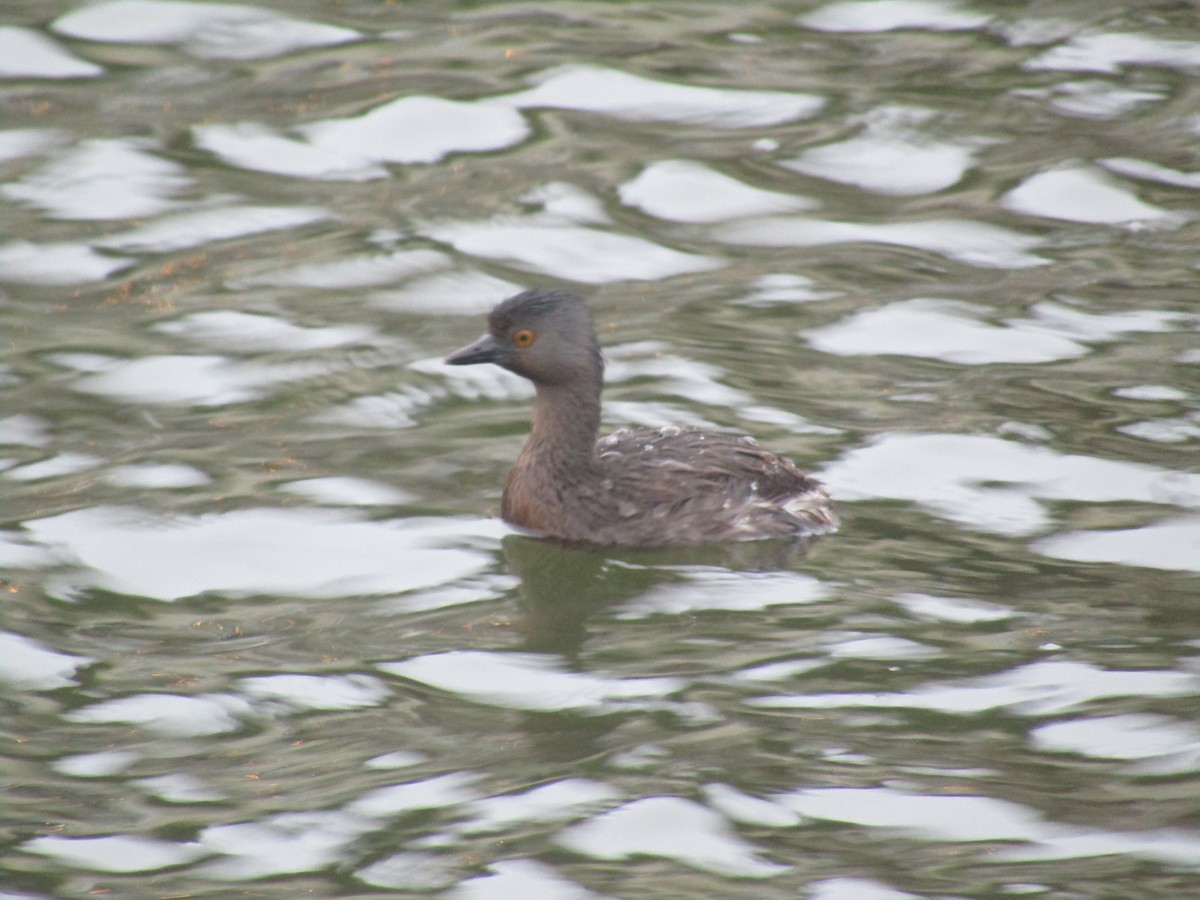 Least Grebe - ML359804321