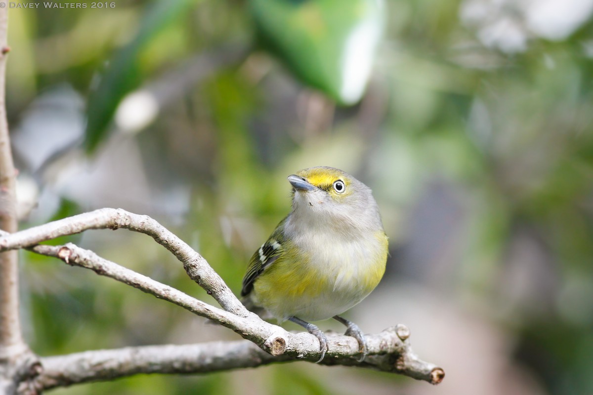 White-eyed Vireo - Davey Walters