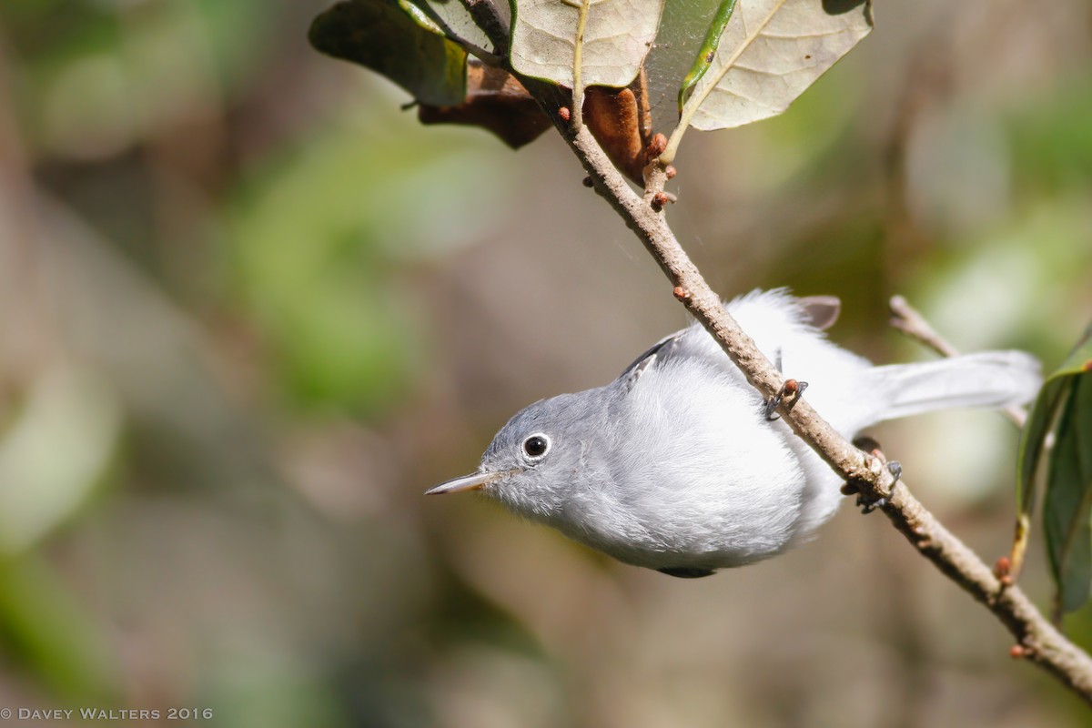 Blue-gray Gnatcatcher - ML35980621