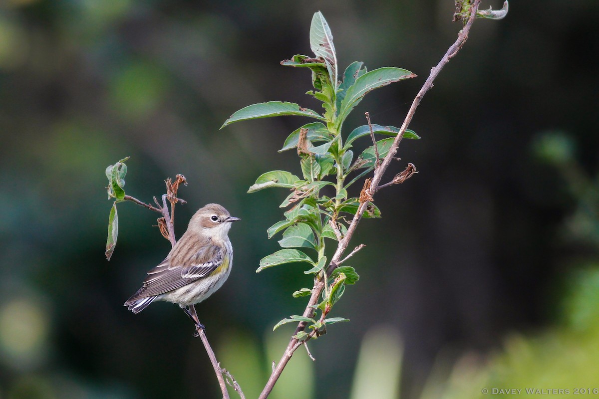 Yellow-rumped Warbler (Myrtle) - ML35980761