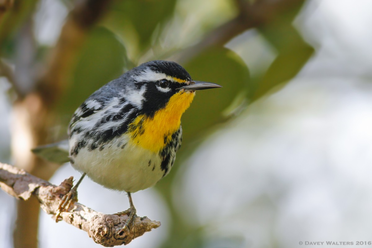 Yellow-throated Warbler - ML35980841