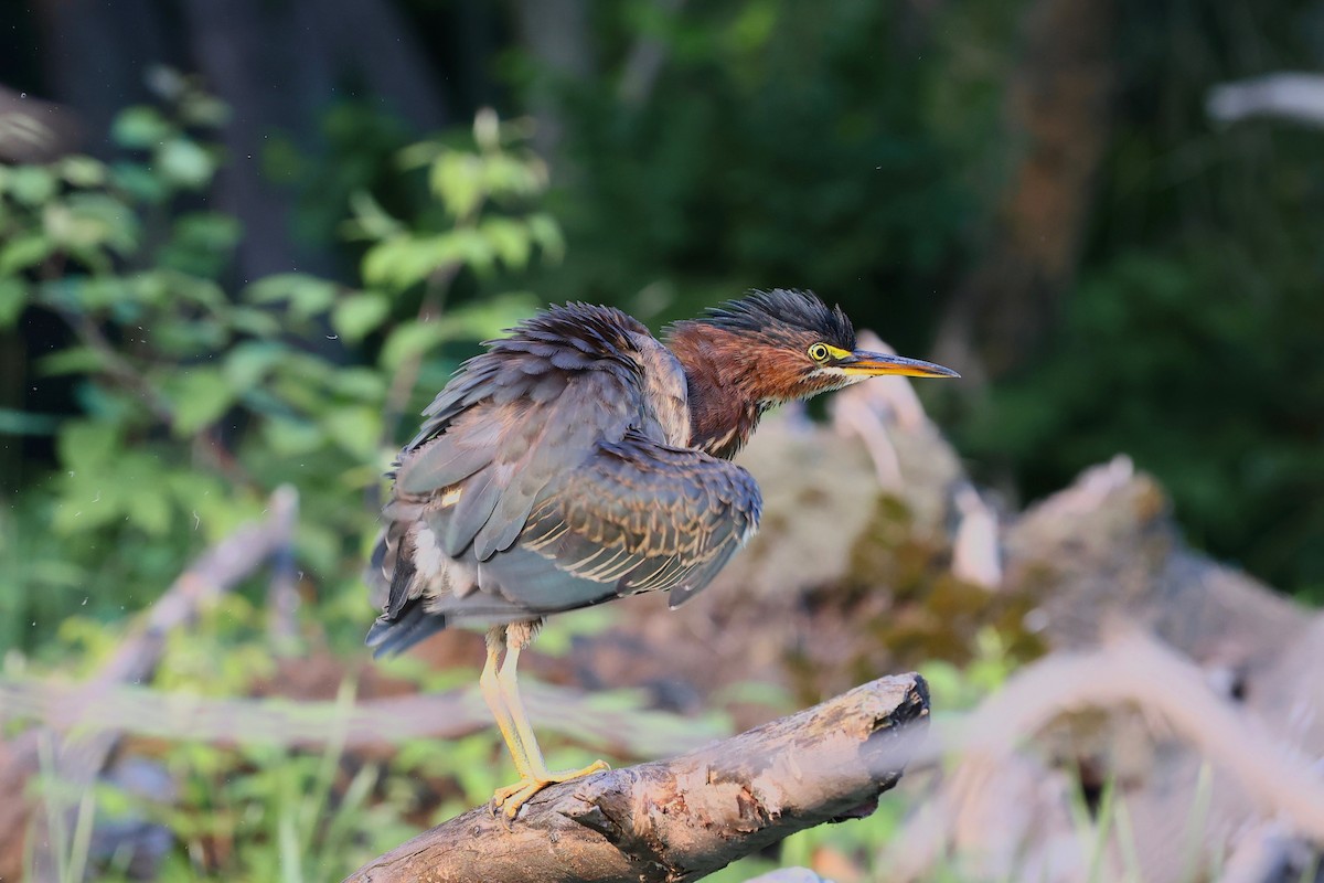 Green Heron - ML359808731