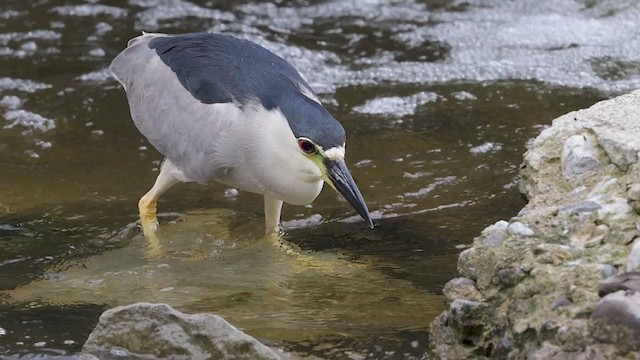 Black-crowned Night Heron - ML359810581