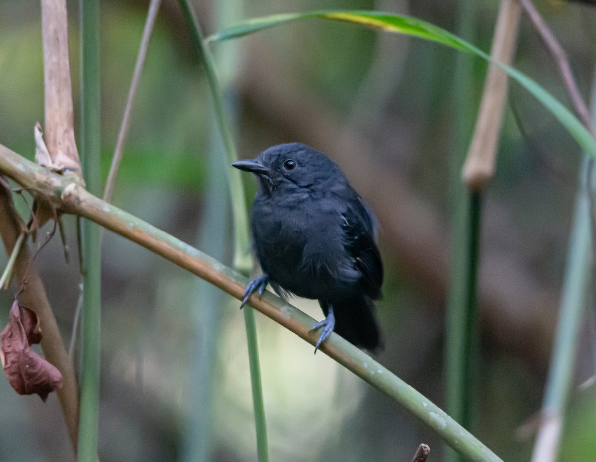 Blackish Antbird - Anderson  Sandro