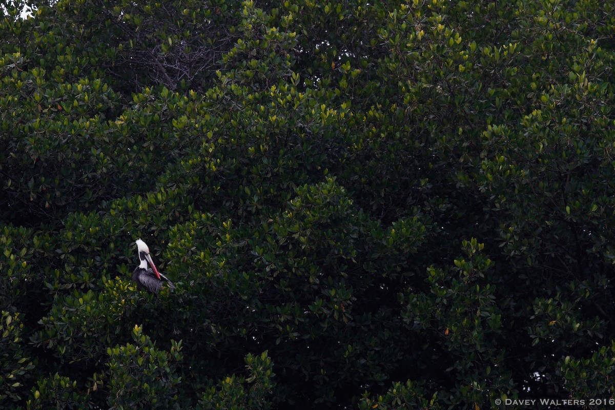 Brown Pelican - ML35981191