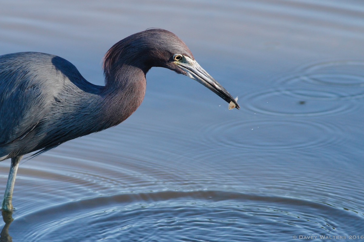 Little Blue Heron - ML35981211