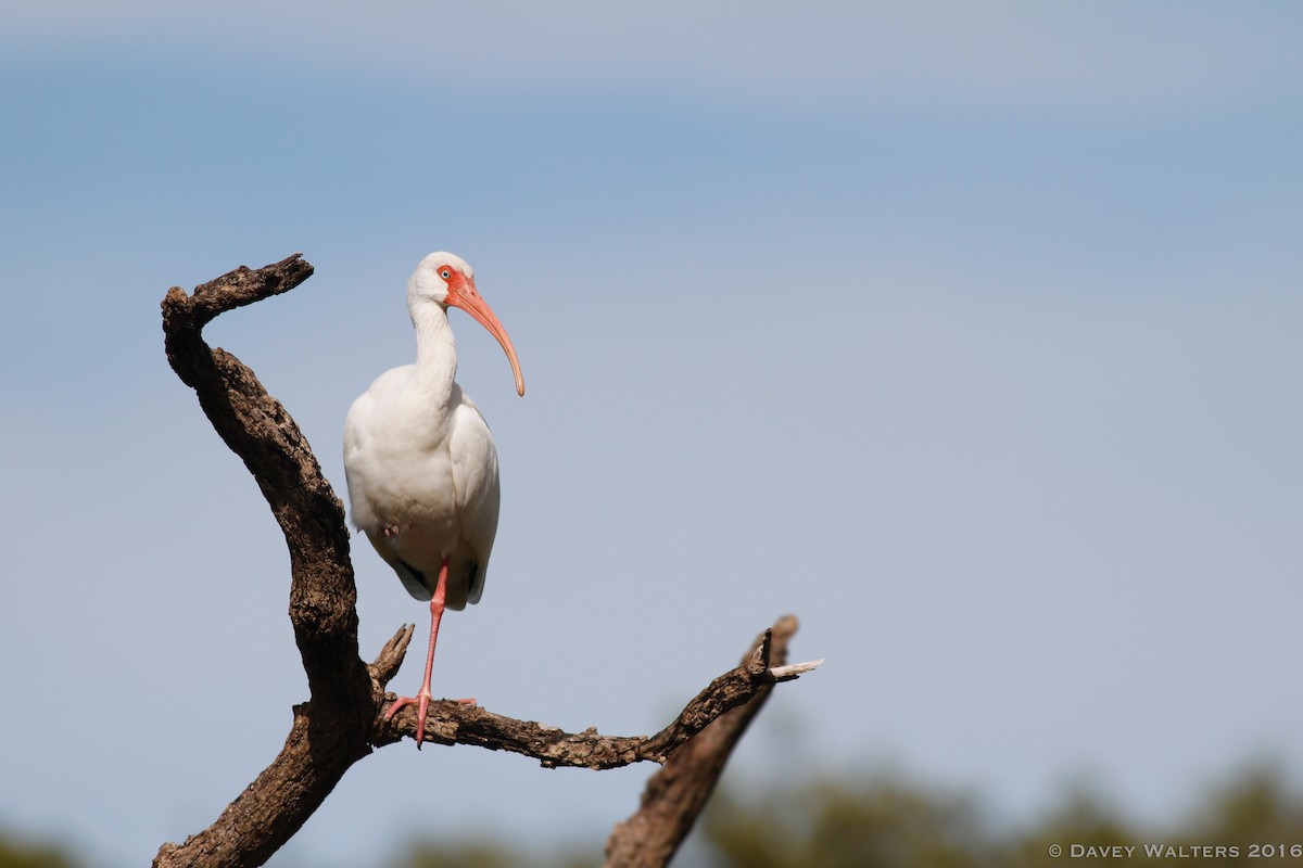 ibis bílý - ML35981241
