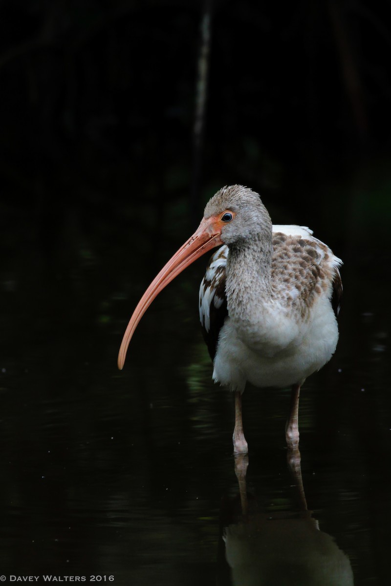 ibis bílý - ML35981261