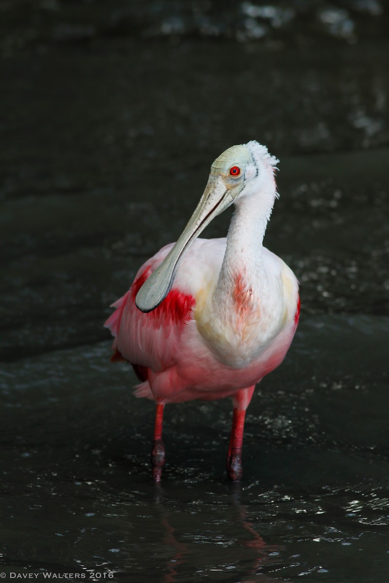 Roseate Spoonbill - ML35981281