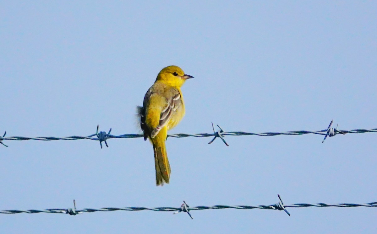 Orchard Oriole - Gale VerHague