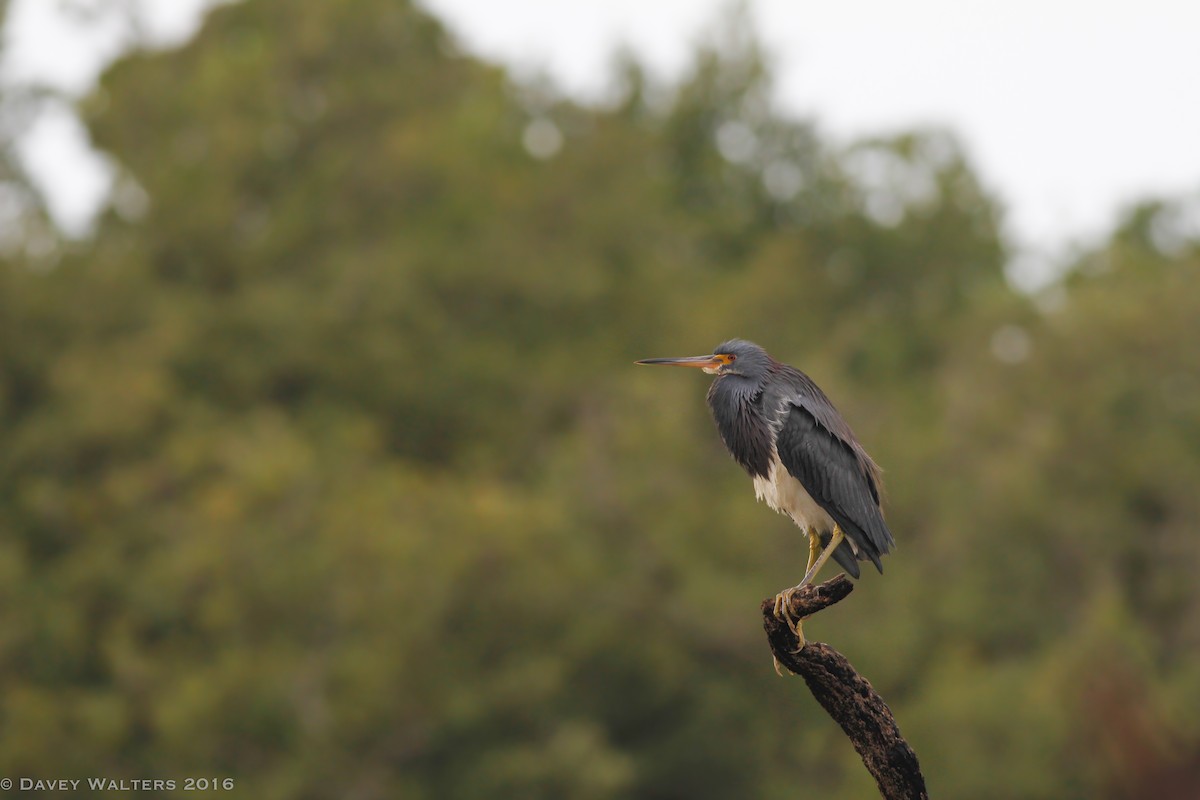 Tricolored Heron - Davey Walters