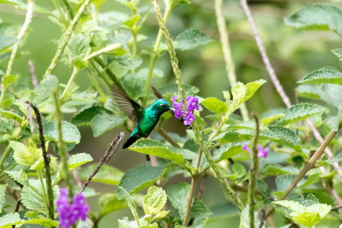 Blauschwanz-Smaragdkolibri - ML359814391