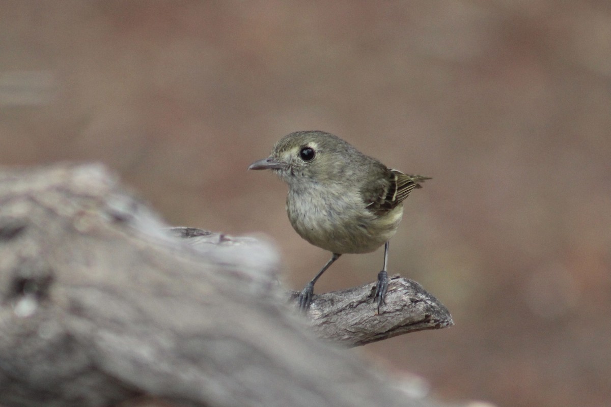 Hutton's Vireo - ML359814431