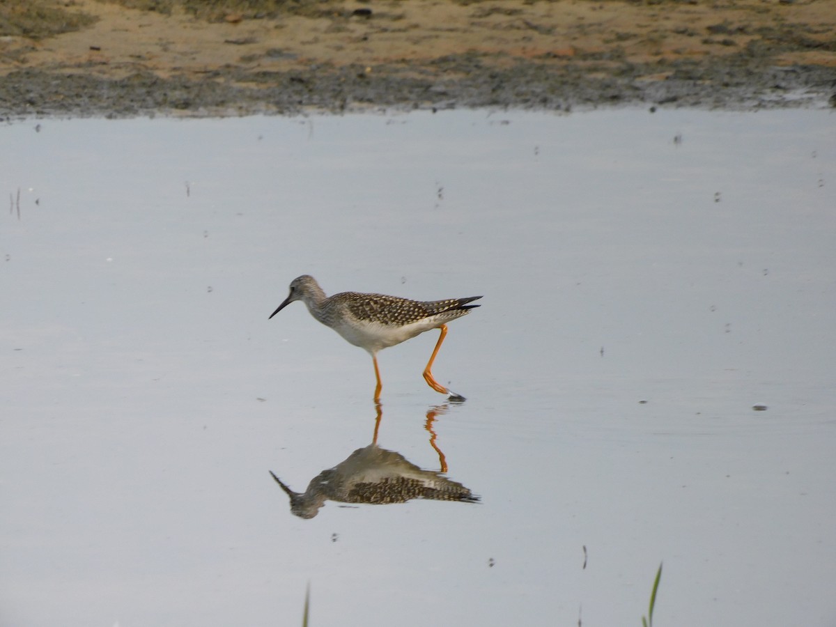 Lesser Yellowlegs - ML359814611