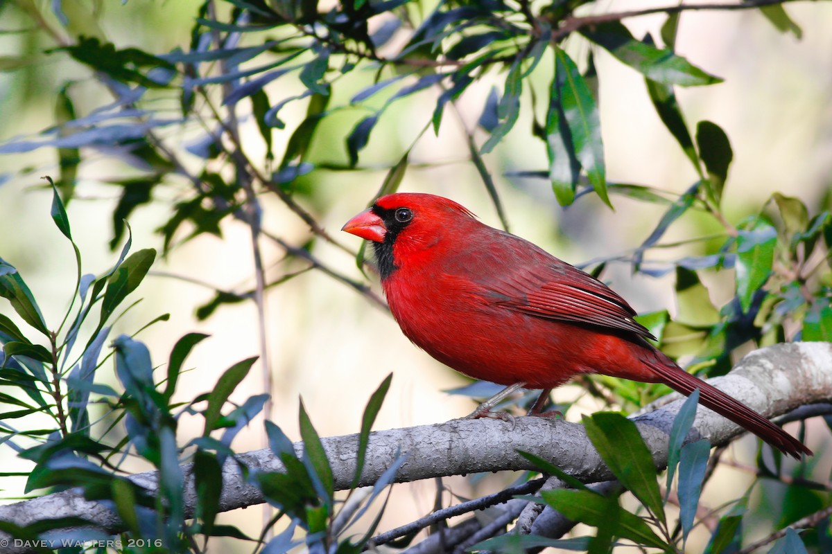 Cardinal rouge - ML35981651