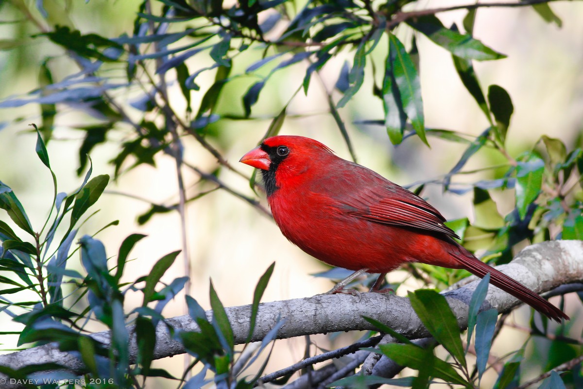 Northern Cardinal - ML35981651