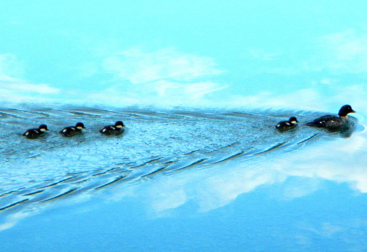 Barrow's Goldeneye - ML359816871