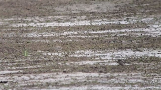 Semipalmated Sandpiper - ML359818501