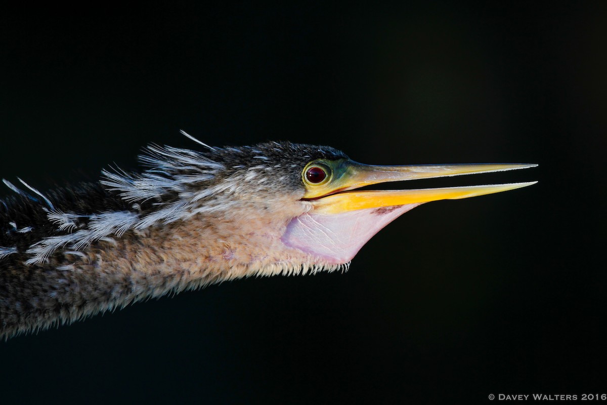 Amerika-Schlangenhalsvogel - ML35981851