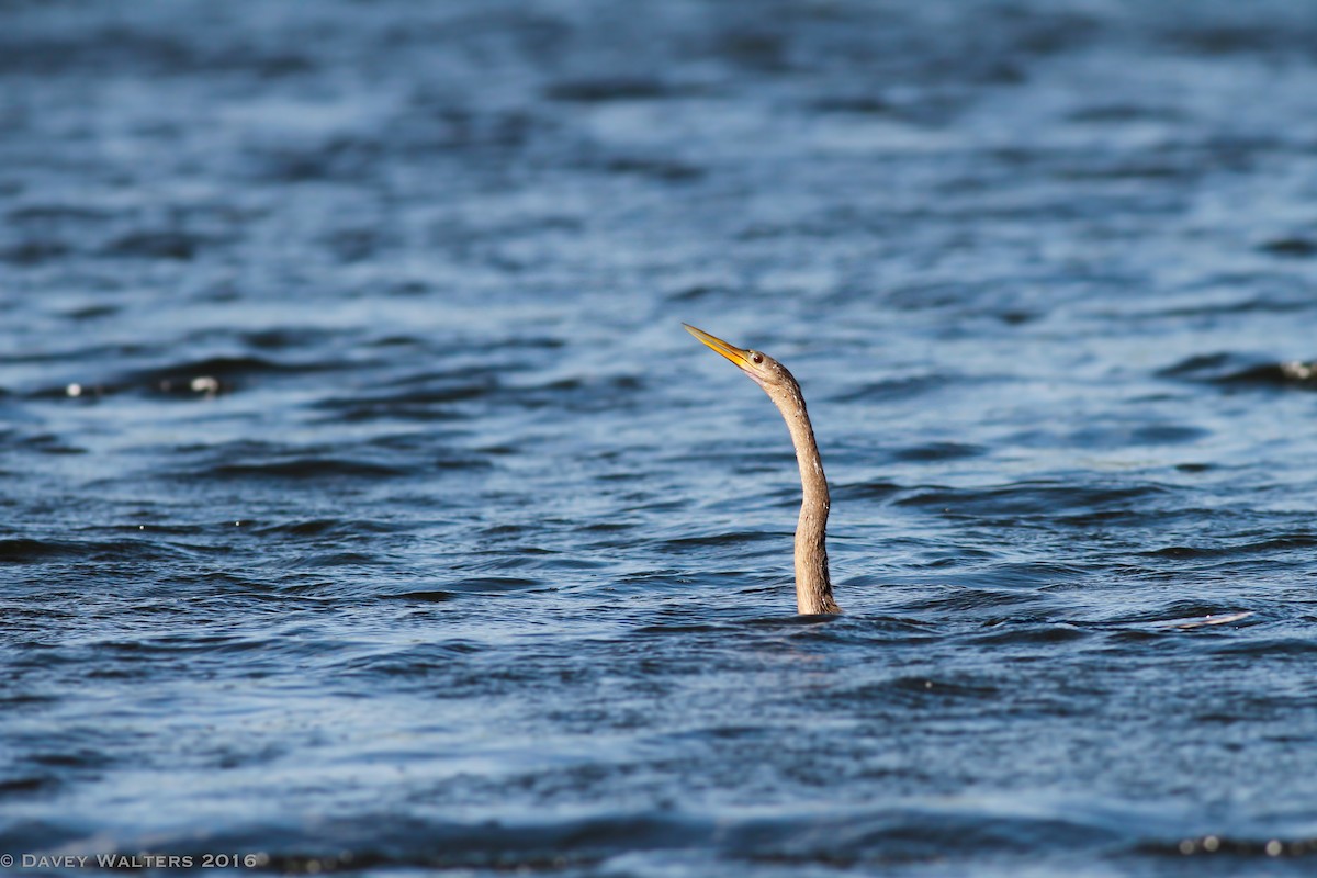 Anhinga Americana - ML35981861