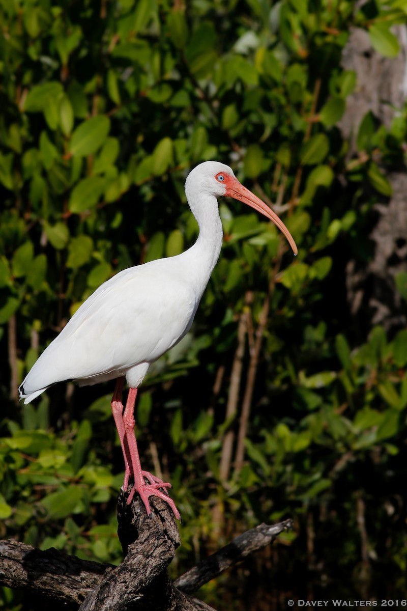 Ibis blanc - ML35981911