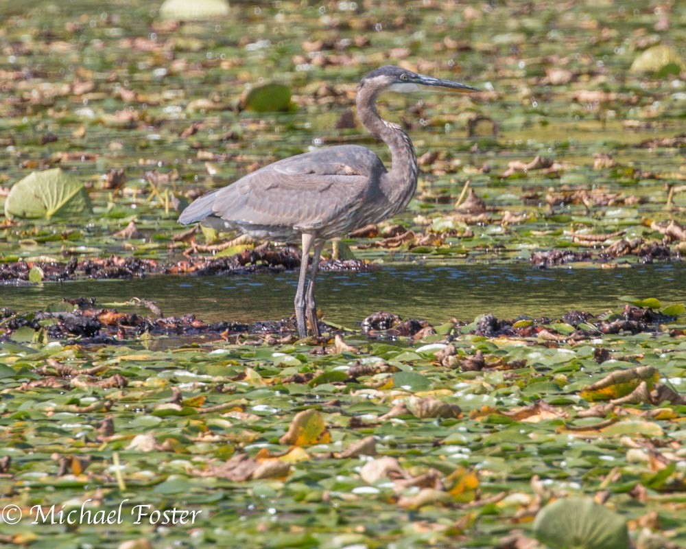 Great Blue Heron - Michael Foster